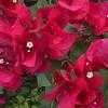 Thumbnail #3 of Bougainvillea  by htop