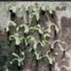 Thumbnail #4 of Dionaea muscipula by Flyplantsman