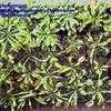 Thumbnail #2 of Dionaea muscipula by Flyplantsman