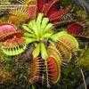 Thumbnail #5 of Dionaea muscipula by sa_haiad