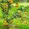 Thumbnail #2 of Citrus reticulata var. satsuma by trois