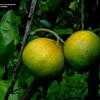 Thumbnail #3 of Citrus reticulata var. satsuma by trois