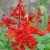 Thumbnail #1 of Salvia splendens by Floridian