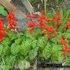Thumbnail #2 of Salvia splendens by Floridian