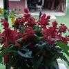 Thumbnail #4 of Salvia splendens by agfinchjr