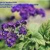 Thumbnail #1 of Heliotropium arborescens by booboo1410