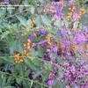 Thumbnail #4 of Duranta erecta by vredfish