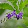 Thumbnail #2 of Duranta erecta by TamiMcNally