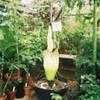 Thumbnail #1 of Amorphophallus titanum by gardenmart