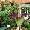 Thumbnail #5 of Amorphophallus titanum by PotEmUp