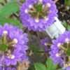 Thumbnail #2 of Scaevola aemula by Joy