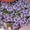 Thumbnail #1 of Scaevola aemula by Ulrich