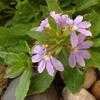 Thumbnail #4 of Scaevola aemula by Ulrich