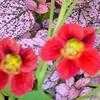 Thumbnail #4 of Tropaeolum majus by vince