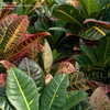 Thumbnail #2 of Codiaeum variegatum by DaylilySLP