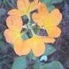 Thumbnail #4 of Crossandra infundibuliformis by Dinu