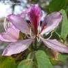 Thumbnail #3 of Bauhinia purpurea by Two_and_a_cat