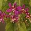 Thumbnail #4 of Bauhinia purpurea by Chamma