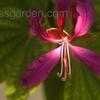 Thumbnail #5 of Bauhinia purpurea by Chamma