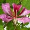 Thumbnail #1 of Bauhinia purpurea by Floridian