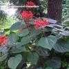 Thumbnail #1 of Clerodendrum speciosissimum by IslandJim