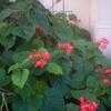 Thumbnail #2 of Clerodendrum speciosissimum by gel70