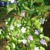 Thumbnail #2 of Brunfelsia latifolia by Calalily