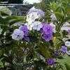 Thumbnail #4 of Brunfelsia latifolia by Melba_Ga