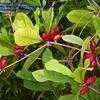 Thumbnail #1 of Synsepalum dulcificum by IslandJim