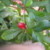 Thumbnail #5 of Synsepalum dulcificum by artcons