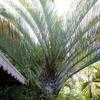 Thumbnail #2 of Dypsis decaryi by palmbob