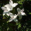 Thumbnail #2 of Jasminum officinale by eltel