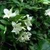 Thumbnail #5 of Jasminum officinale by bonitin