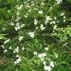 Thumbnail #3 of Jasminum officinale by bonitin