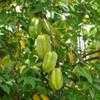 Thumbnail #2 of Averrhoa carambola by Floridian