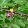 Thumbnail #1 of Averrhoa carambola by Floridian