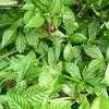 Thumbnail #5 of Psychotria nervosa by NativePlantFan9