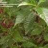 Thumbnail #3 of Psychotria nervosa by IslandJim