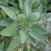 Thumbnail #4 of Nicotiana glauca by Fruticosa