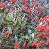 Thumbnail #5 of Seemannia sylvatica by xyris