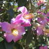 Thumbnail #3 of Lagunaria patersonii by timrann