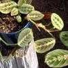 Thumbnail #1 of Maranta leuconeura var. erythroneura by Ulrich