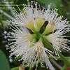 Thumbnail #1 of Syzygium cumini by Thaumaturgist