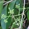 Thumbnail #4 of Syzygium cumini by Thaumaturgist