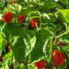 Thumbnail #5 of Capsicum chinense by gabagoo