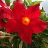 Thumbnail #2 of Mandevilla  by htop