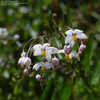 Thumbnail #4 of Solanum laxum by growin