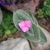 Thumbnail #1 of Tradescantia sillamontana by Wingnut