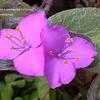 Thumbnail #2 of Tradescantia sillamontana by Dinu