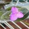 Thumbnail #5 of Tradescantia sillamontana by Emaewest